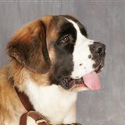 The Dog Photo